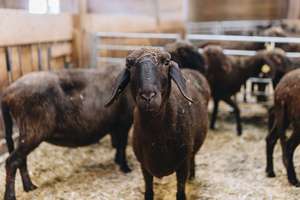 Schwarzes Schaf schaut neugierig in die Kamera, umgeben von anderen Schafen in einem Stall mit Stroh.