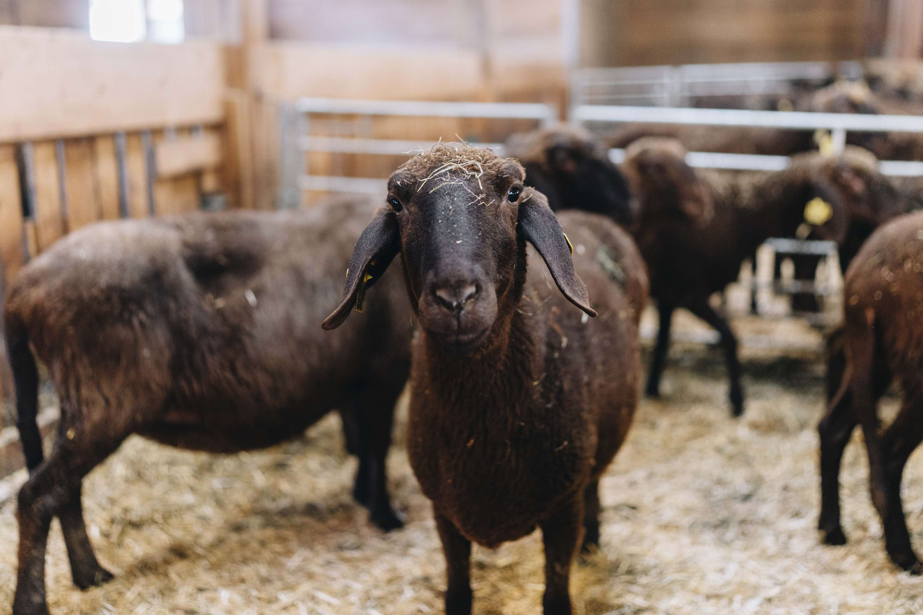 Schwarzes Schaf schaut neugierig in die Kamera, umgeben von anderen Schafen in einem Stall mit Stroh.
