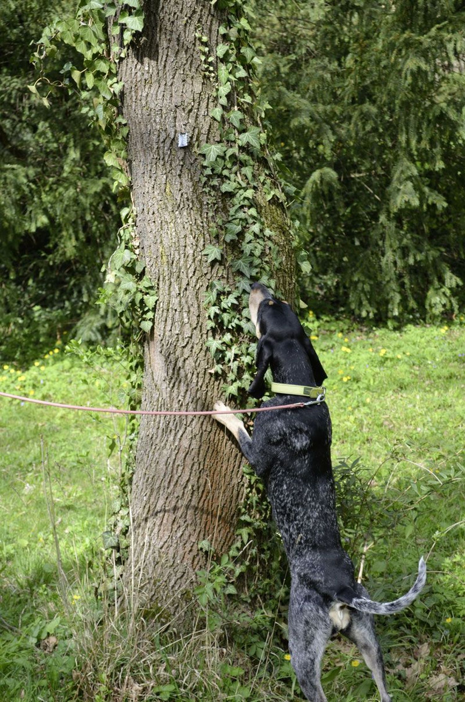 Hund.jpeg