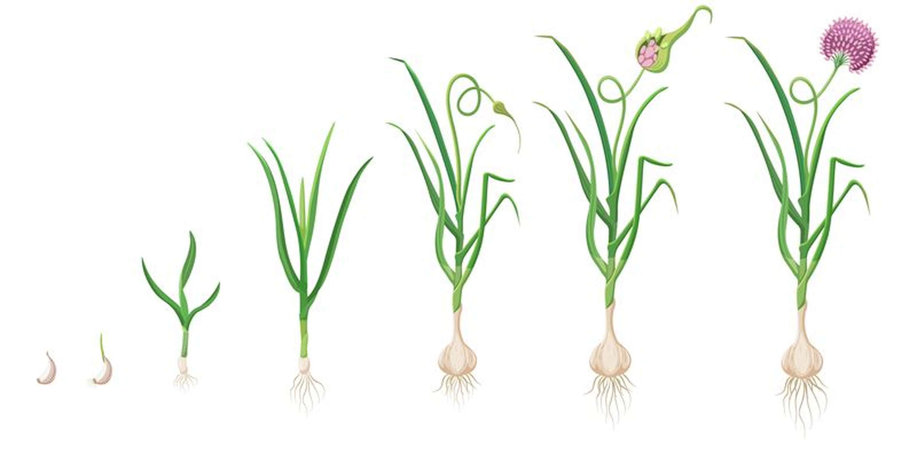 2340 W05 Knobl Wachstum