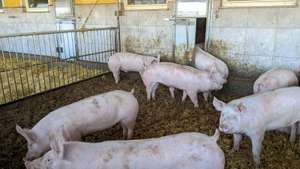 2350 06 Hagmueller04