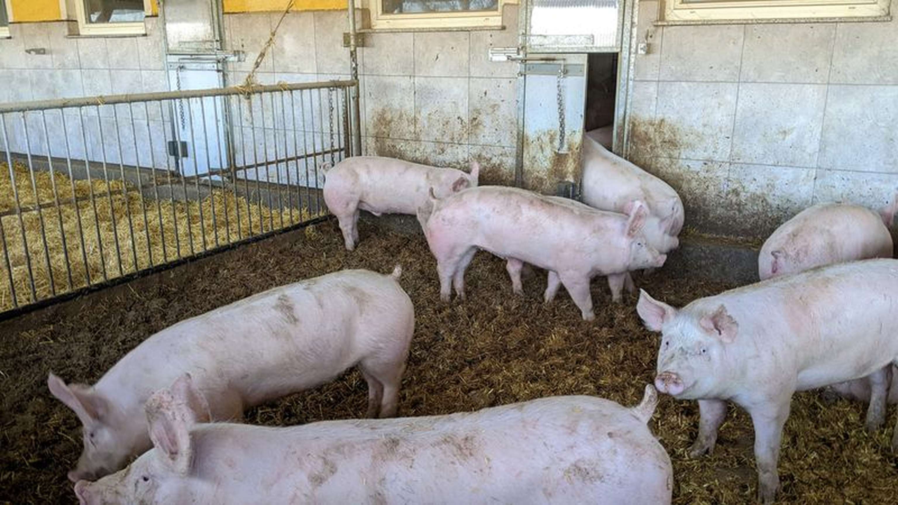 2350 06 Hagmueller04