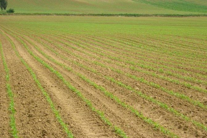 Sorghum ist spätsaatverträglich, eine Saat als Zweitfrucht ist sogar bis Ende Juni möglich.