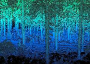 Mit Laserscan generierte Waldansicht