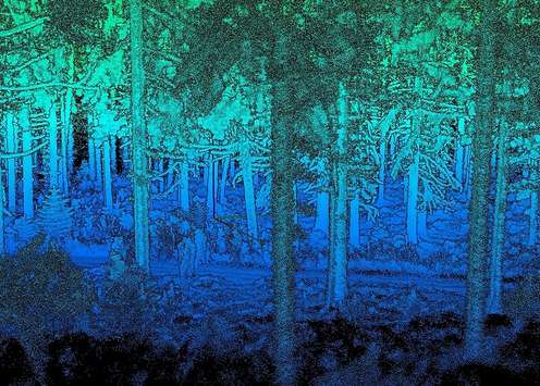 Mit Laserscan generierte Waldansicht