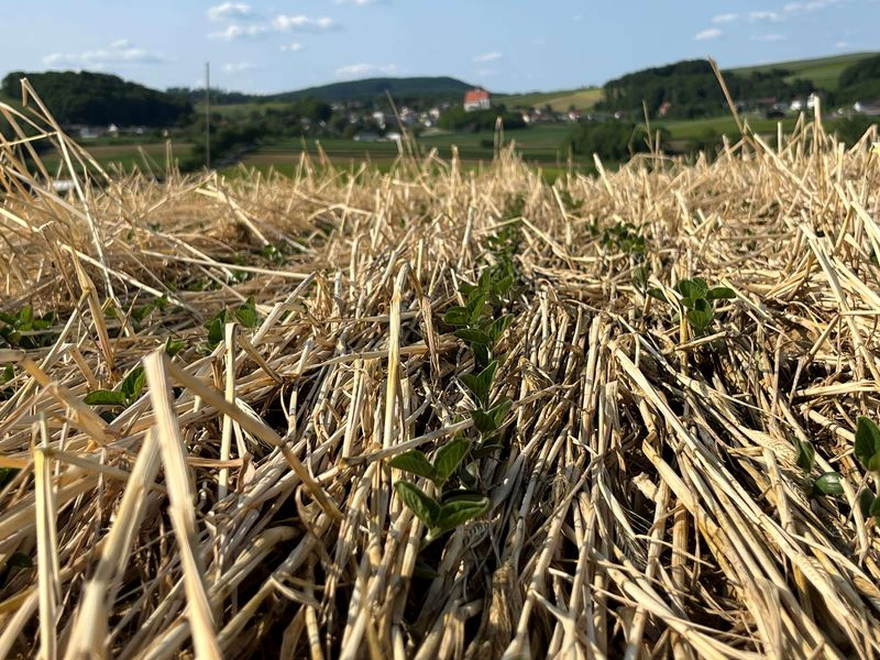 2419 W05 DirektsaatSoja