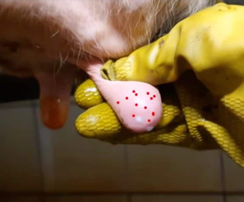 Milchtropfen an der Zitze sind ein optimaler Nährboden für Bakterien. Dippen mit Jod ist die beste Hygienemaßnahme.