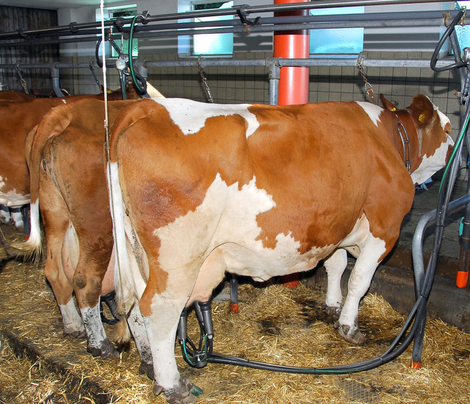 Milch aus Anbindehaltung stößt auf Vermarktungsprobleme.