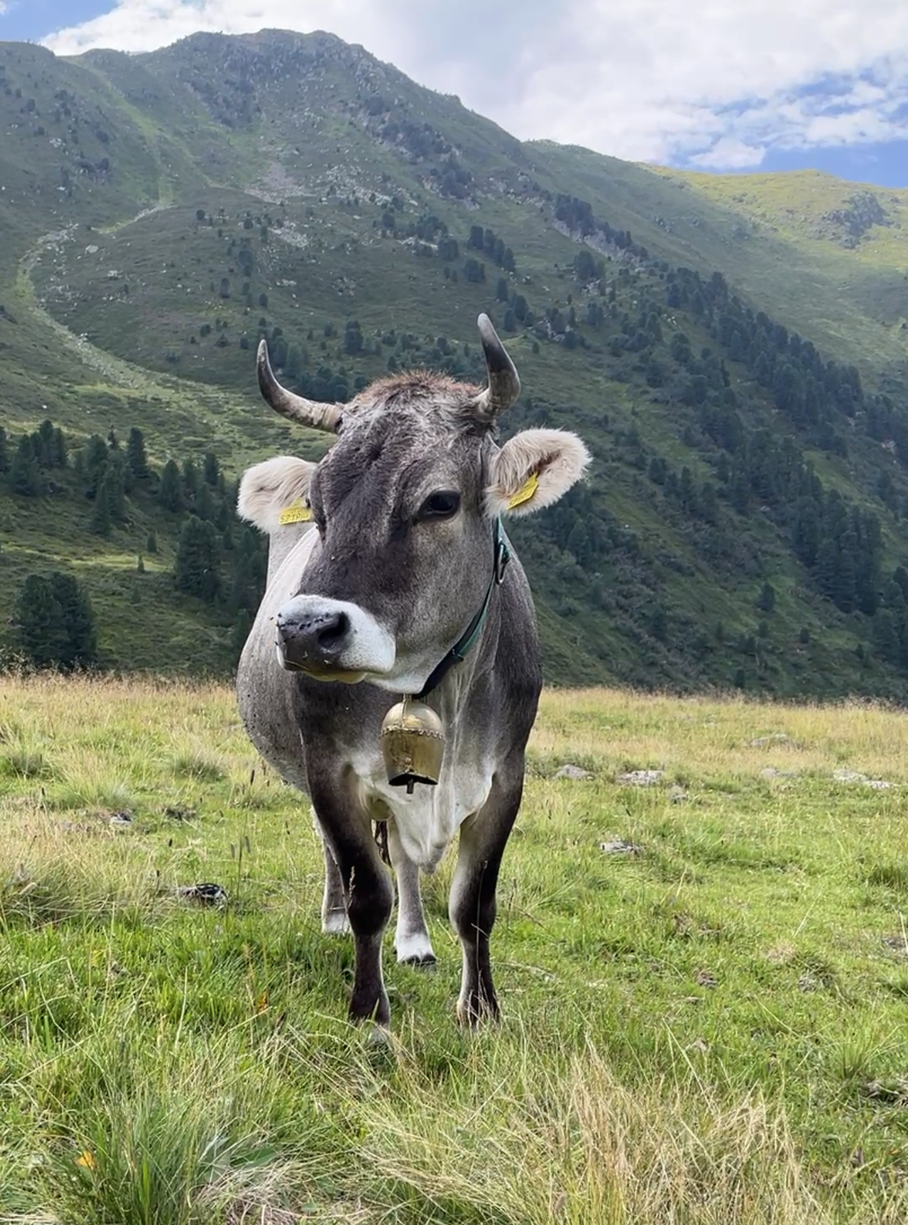 Graue Kuh mit Hörnern und Kuhglocke auf einer Almwiese vor grünen Berghängen und blauem Himmel.