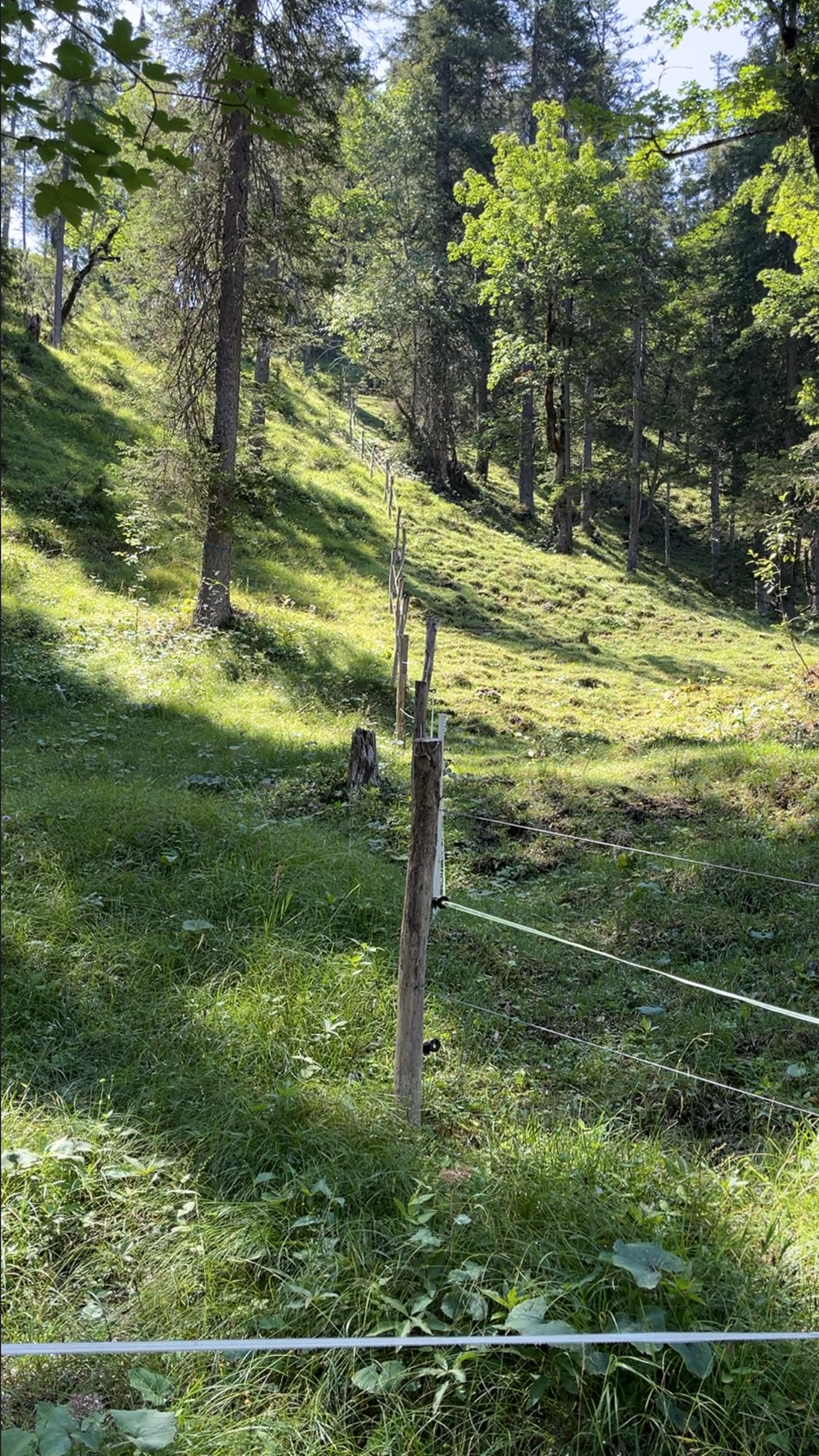 Sonnenbeschienener Weidezaun mit Holzpfählen und Draht an einem grünen Waldhang mit Nadelbäumen im Sommer.