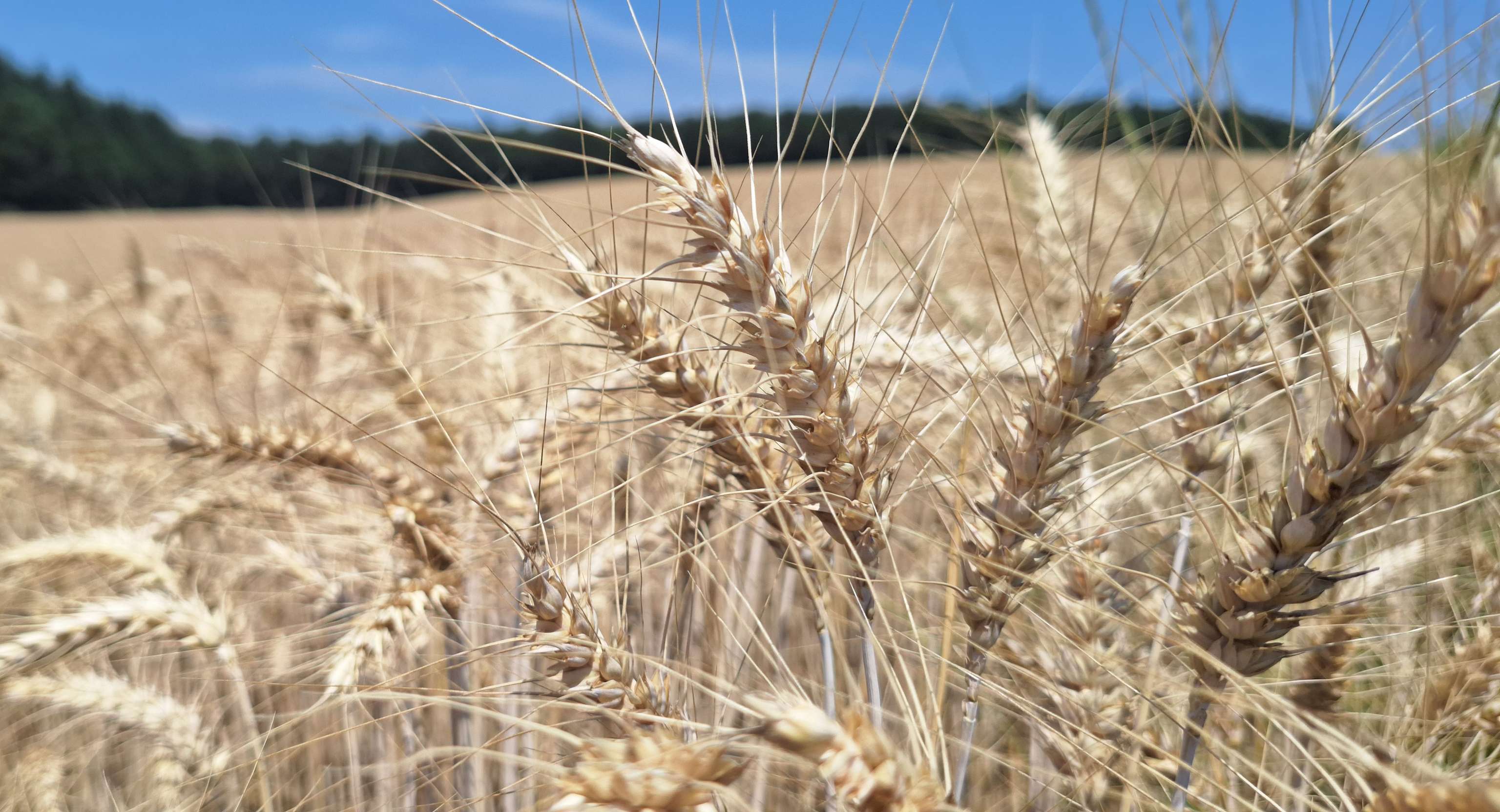 Weizenähren im Burgenland, erntereif