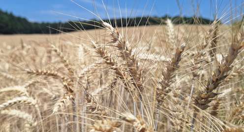 Weizenähren im Burgenland, erntereif