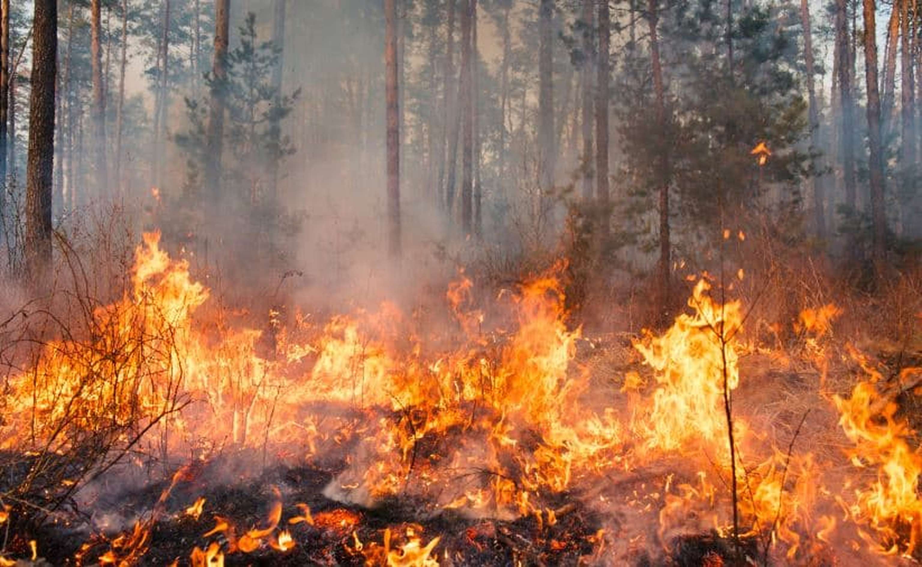 Waldbrand