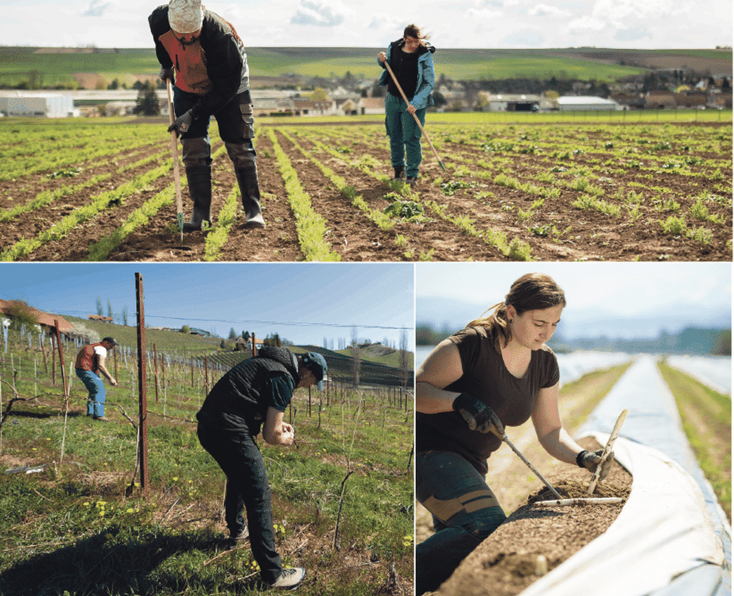Ob Unkraut jäten, Reben binden oder Spargel stechen: Landwirtschaftliche Tätigkeiten sind anstrengend.