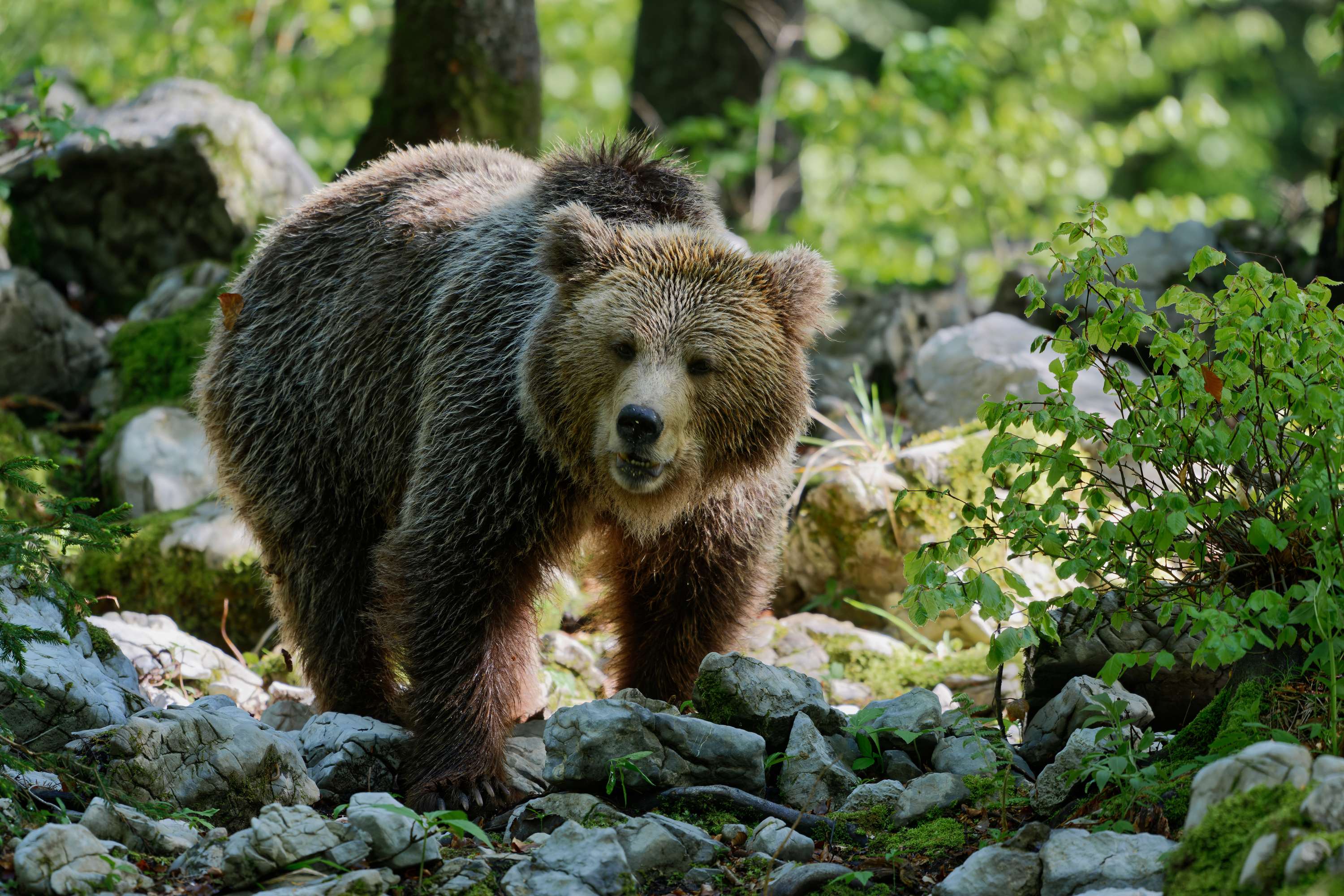 Braunbär