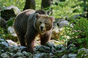 Braunbär