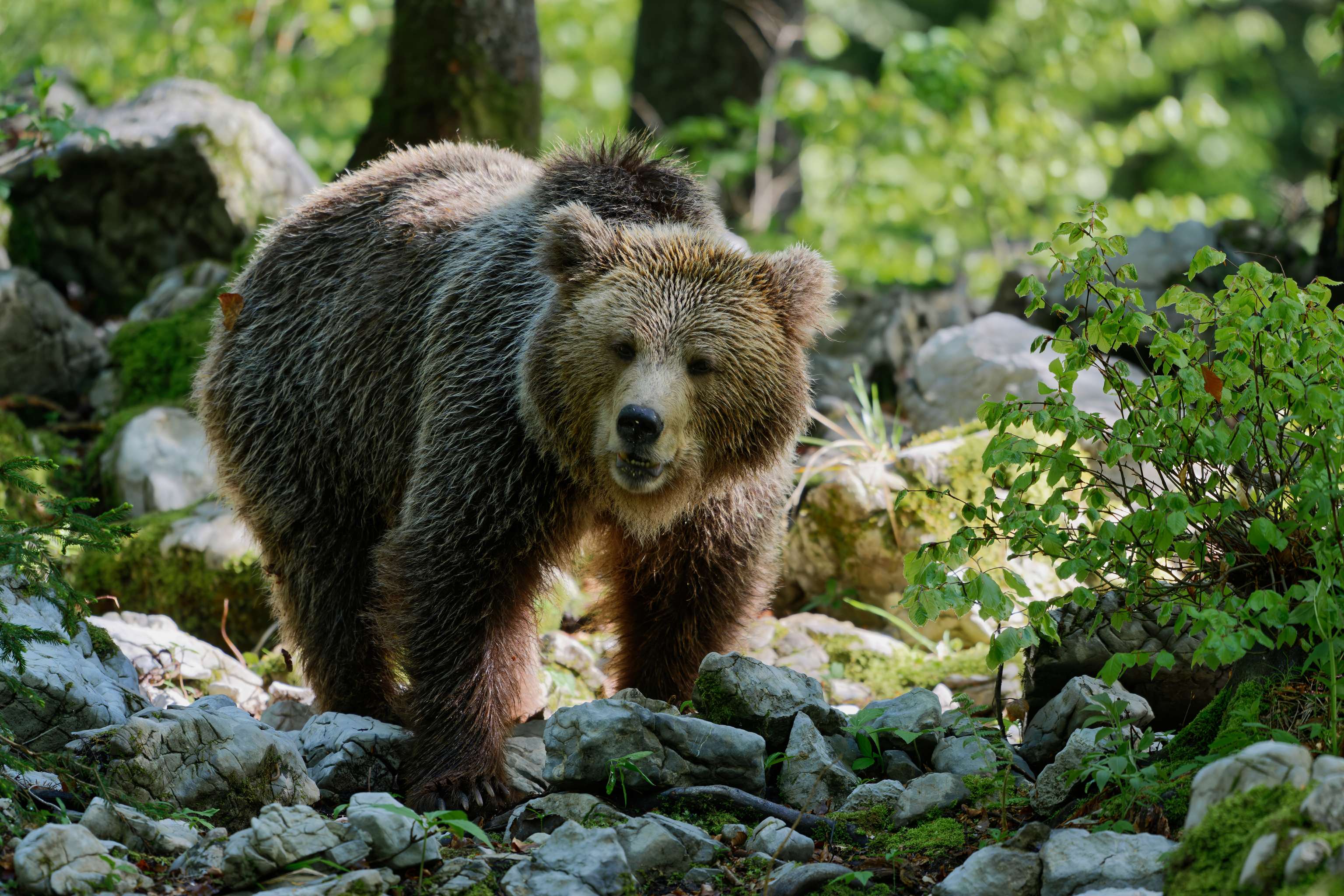 Braunbär
