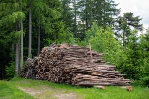 Liegende Baumstämme im Wald