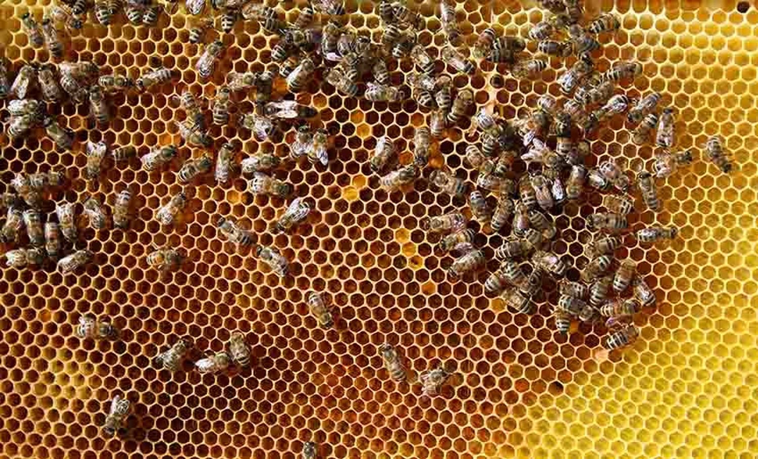 Im Workshop „Biene Maja und ihre wilden Verwandten“ gibt es jede Menge Wissenswertes über die Wild- und Honigbienen zu erfahren.