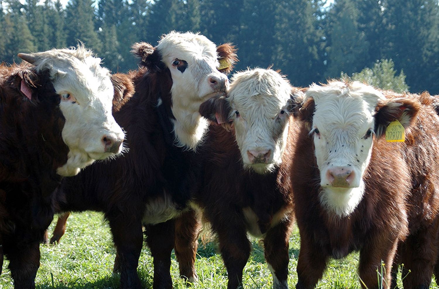 Die heimische Nutztierhaltung wird als Grund der Erderhitzung immer wieder an den Pranger gestellt. Durch Produktionseinschränkungen wäre jedoch eine Verlagerung der Tierproduktion in ferne Länder mit geringer Effizienz und niedrigen sozialökologischen Standards die Folge.