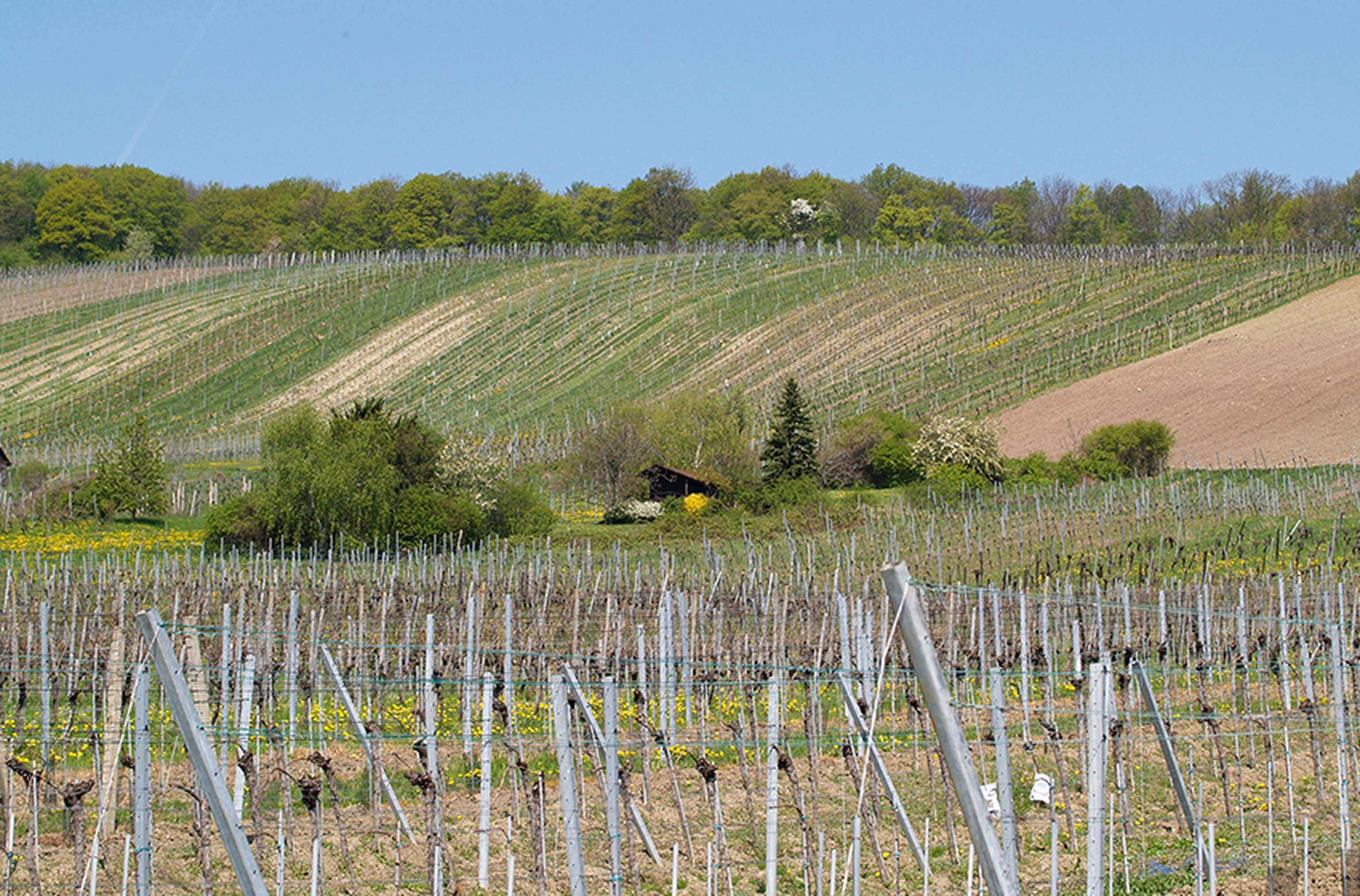 Stadtlandwirtschaft