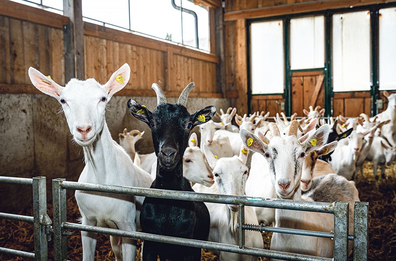 Ziegenmilchproduktion am wirtschaflichen Prüfstand: Betriebe brauchen dringend spürbare Erhöhung der Milchpreise.