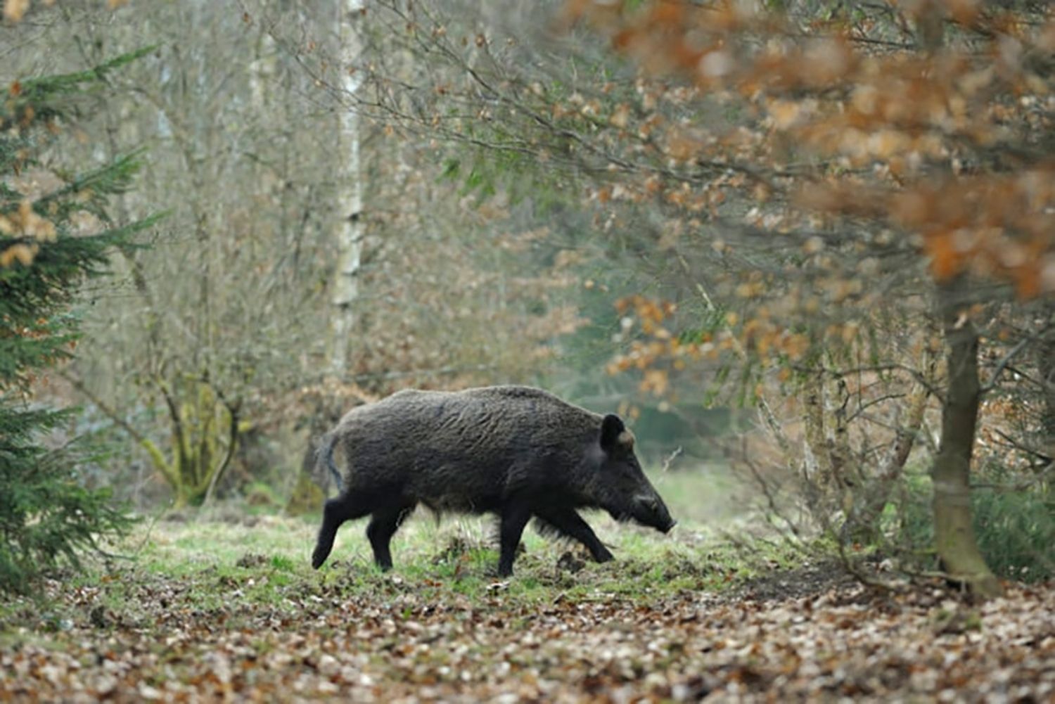 Aufgrund des Risikos der Ausbreitung der Afrikanischen Schweinepest (ASP) sind die Jägerinnen und Jäger gefordert, die Wildschweinbestände präventiv zu reduzieren