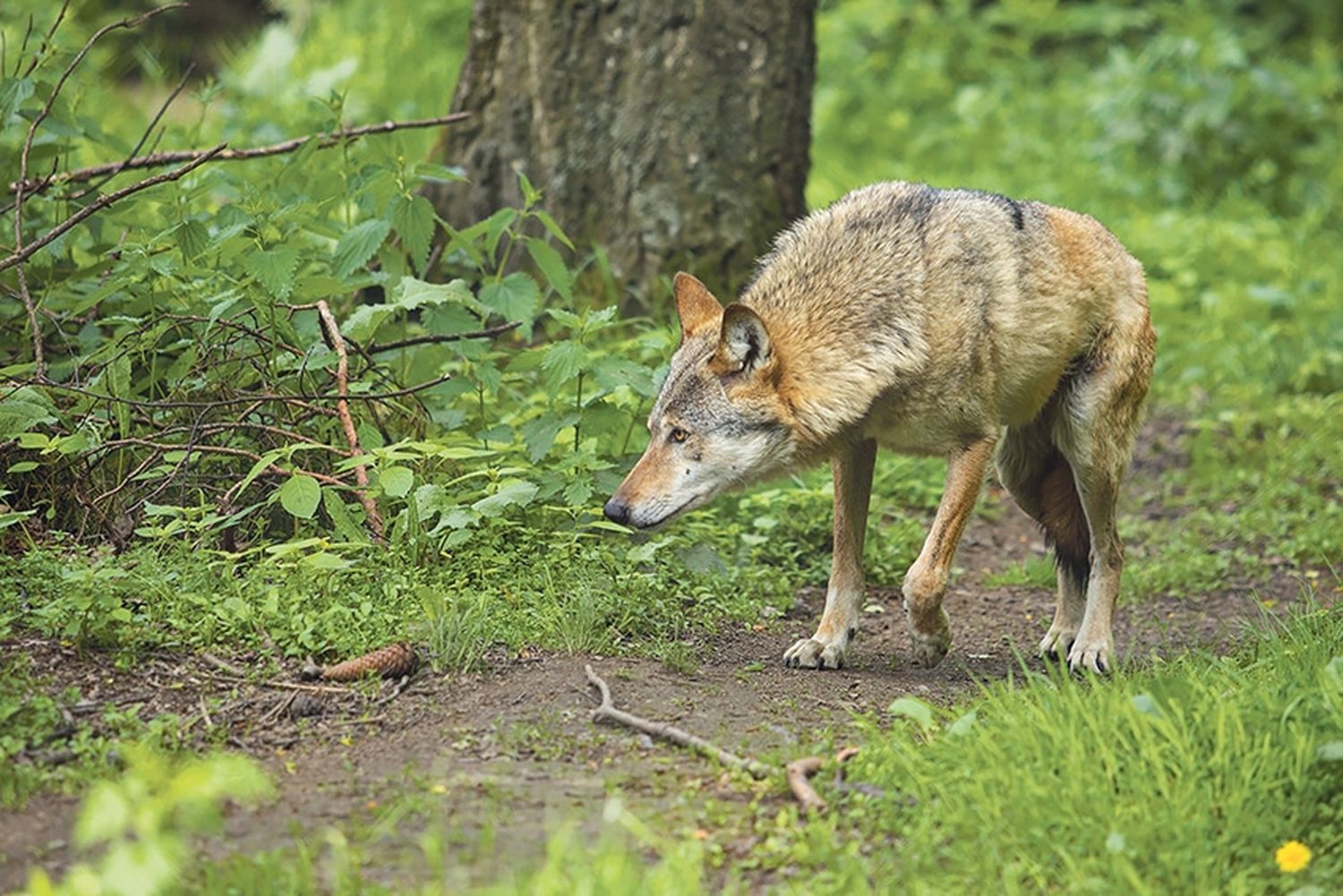 Wolf