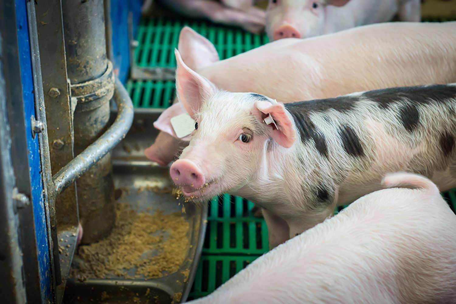 Schweinehaltung braucht eine Perspektive
