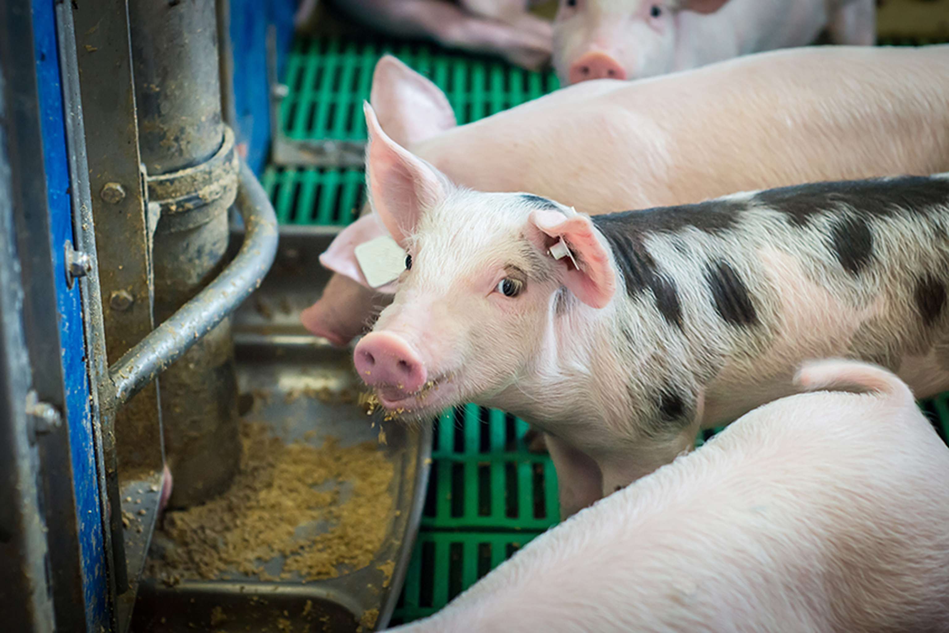 Schweinehaltung braucht eine Perspektive