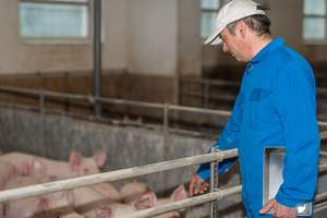 Schweineseuchen