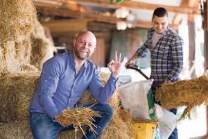 Two Farmers Working In Barn