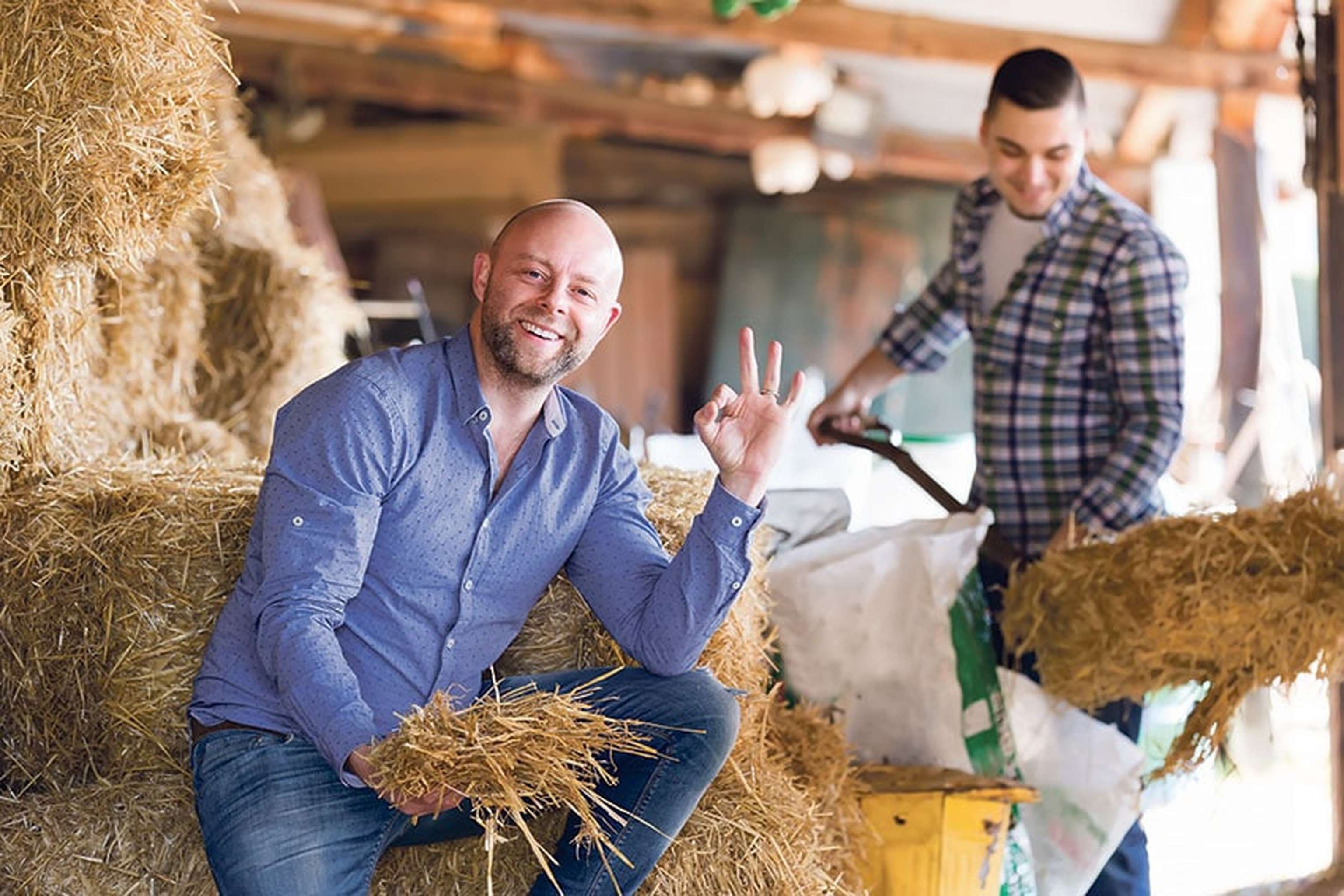 Two Farmers Working In Barn