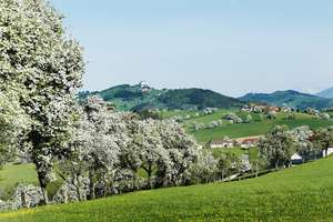 Streuobstwiese im Mostviertel