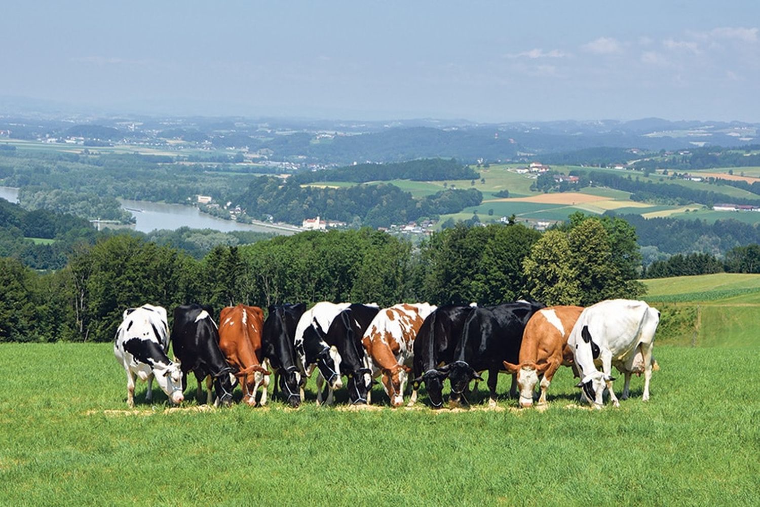Die Dauerleistungskühe am Betrieb Rapoldi haben die eindrucksvolle Lebensleistung von 1,1 Millionen Liter Milch erreicht.