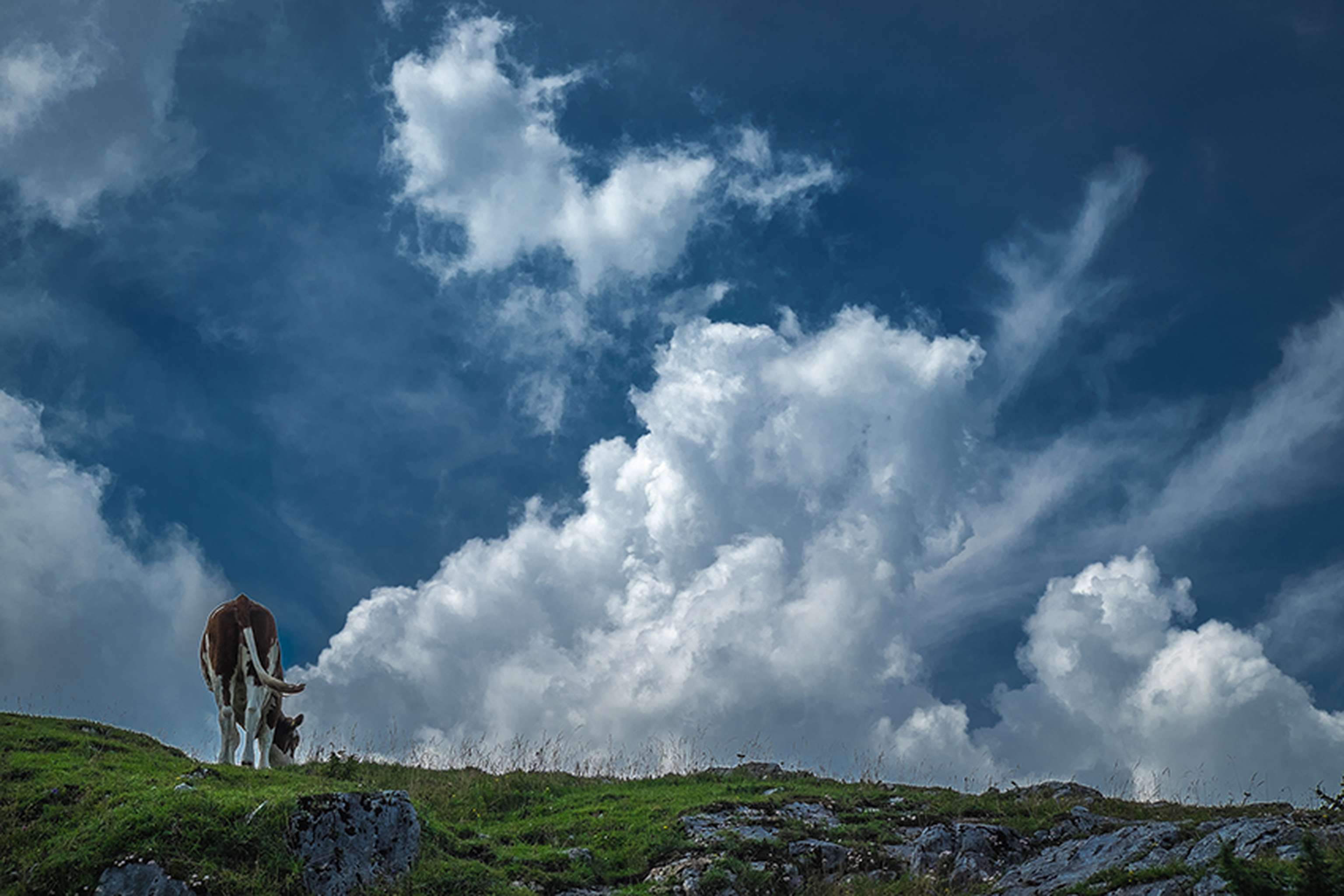 Rinder sind seit Jahrhunderten wichtige Weidetiere