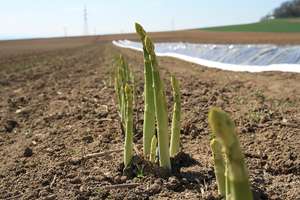 Spargel