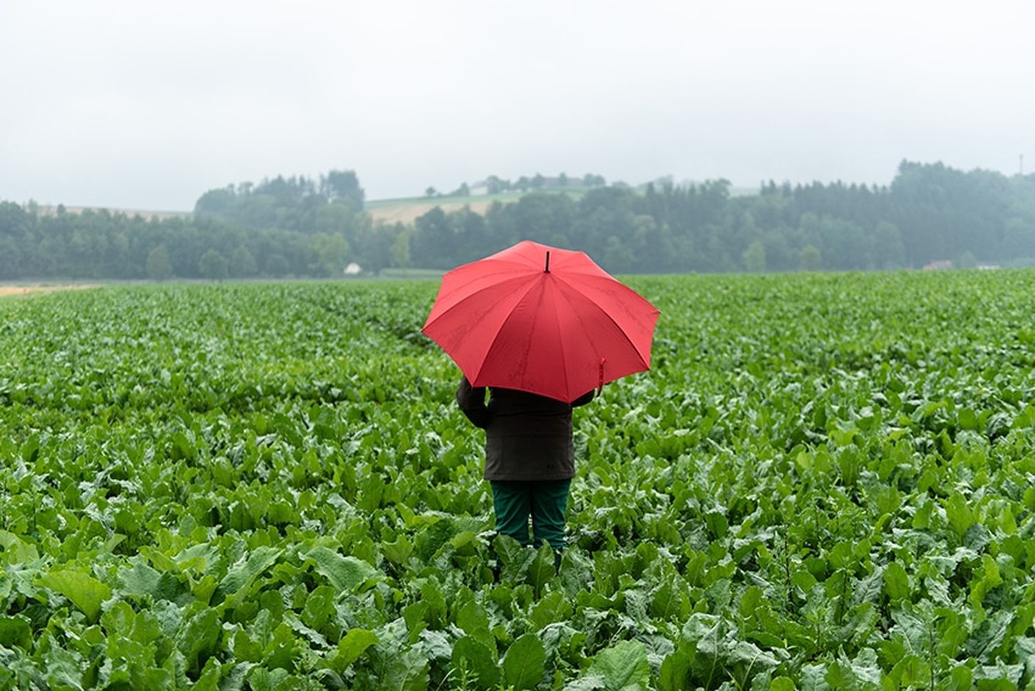 Bauernbund-Forderung: „Rübenbauern dürfen nicht im Regen stehen gelassen werden.“