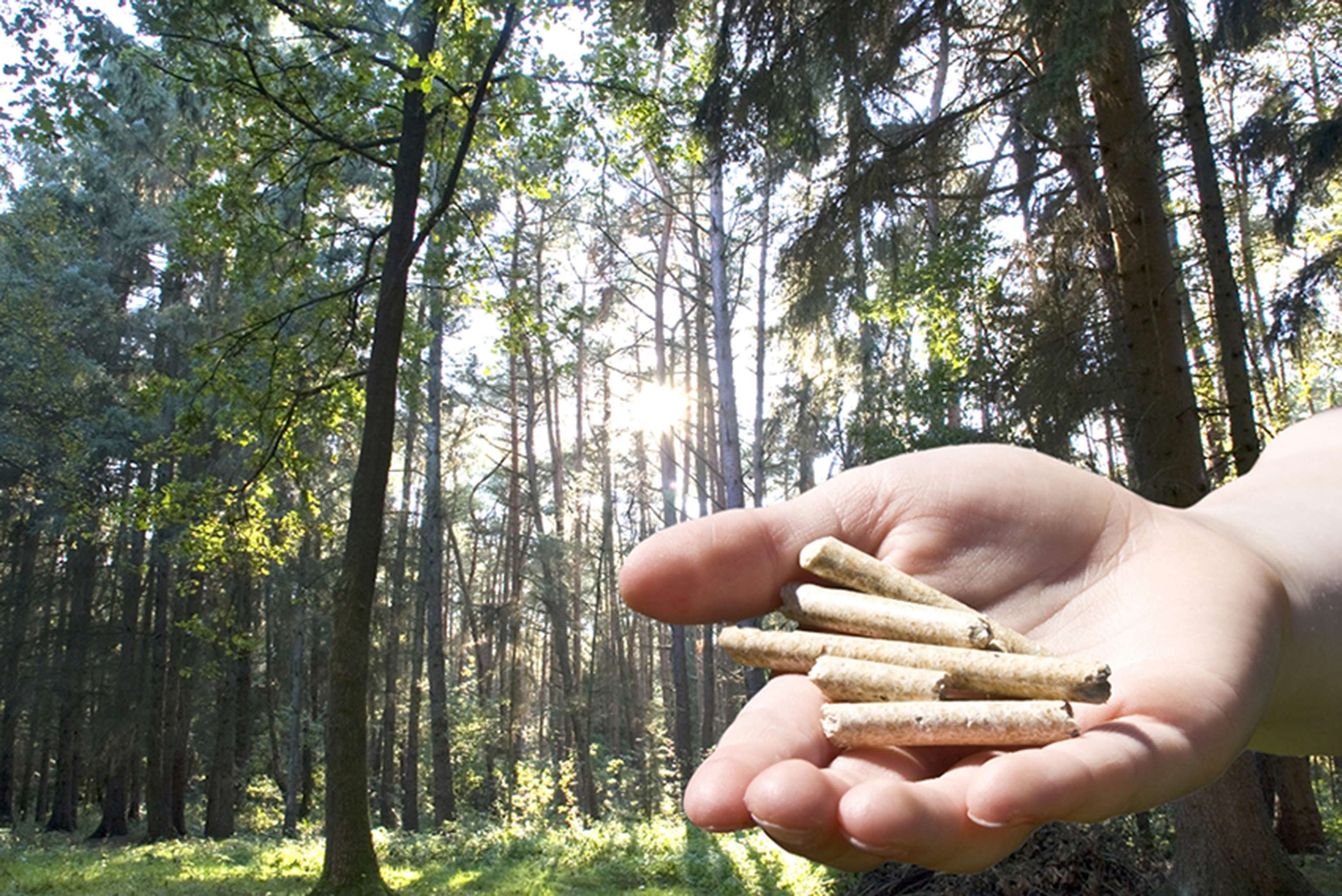 Holzpellets aus nachwachsenden Rohstoffen