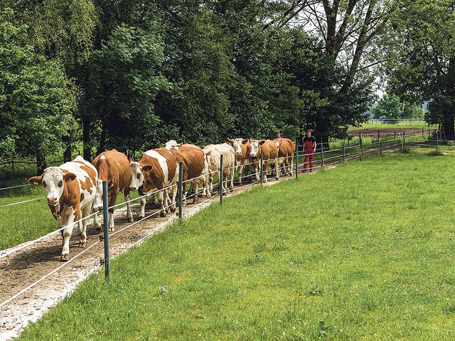 Eine der größten Herausforderungen im Bio-Bereich liegt in der kurzfristigen Umsetzung der neuen Auflagen der EU-Bio-Verordnung, insbesondere die Änderungen in der Weideregelung.