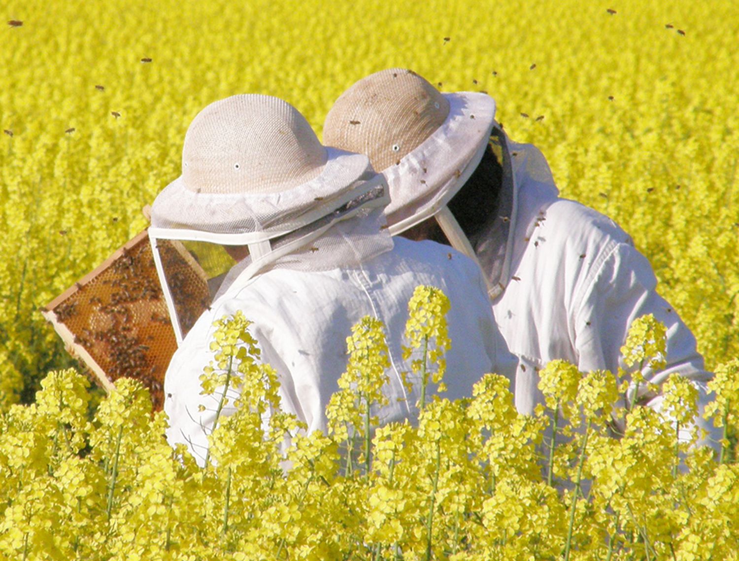 Raps lässt die Bienen summen