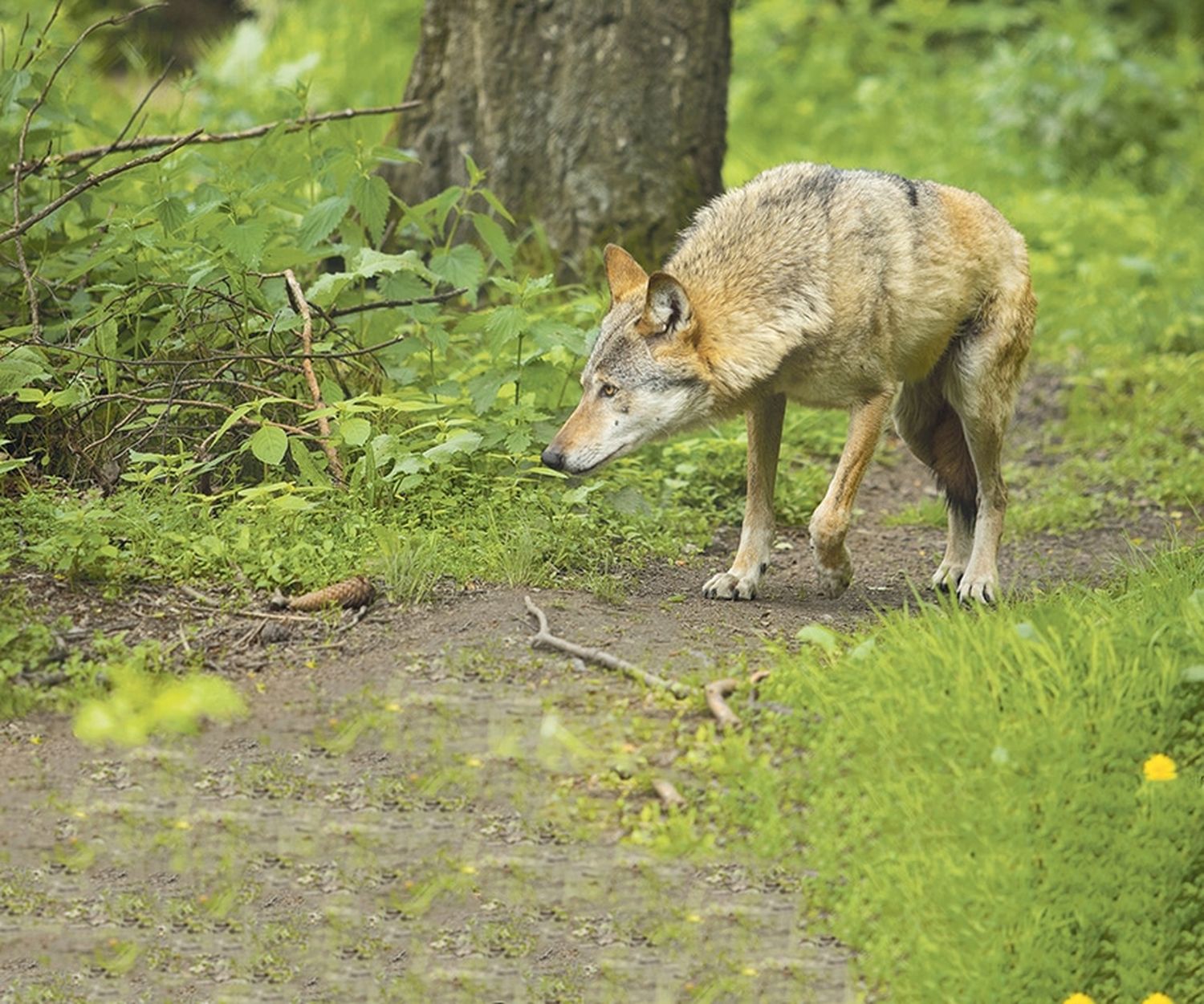 Rund 800 Schafe wurden 2022 bundesweit vom Wolf gerissen.