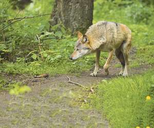 Wolf