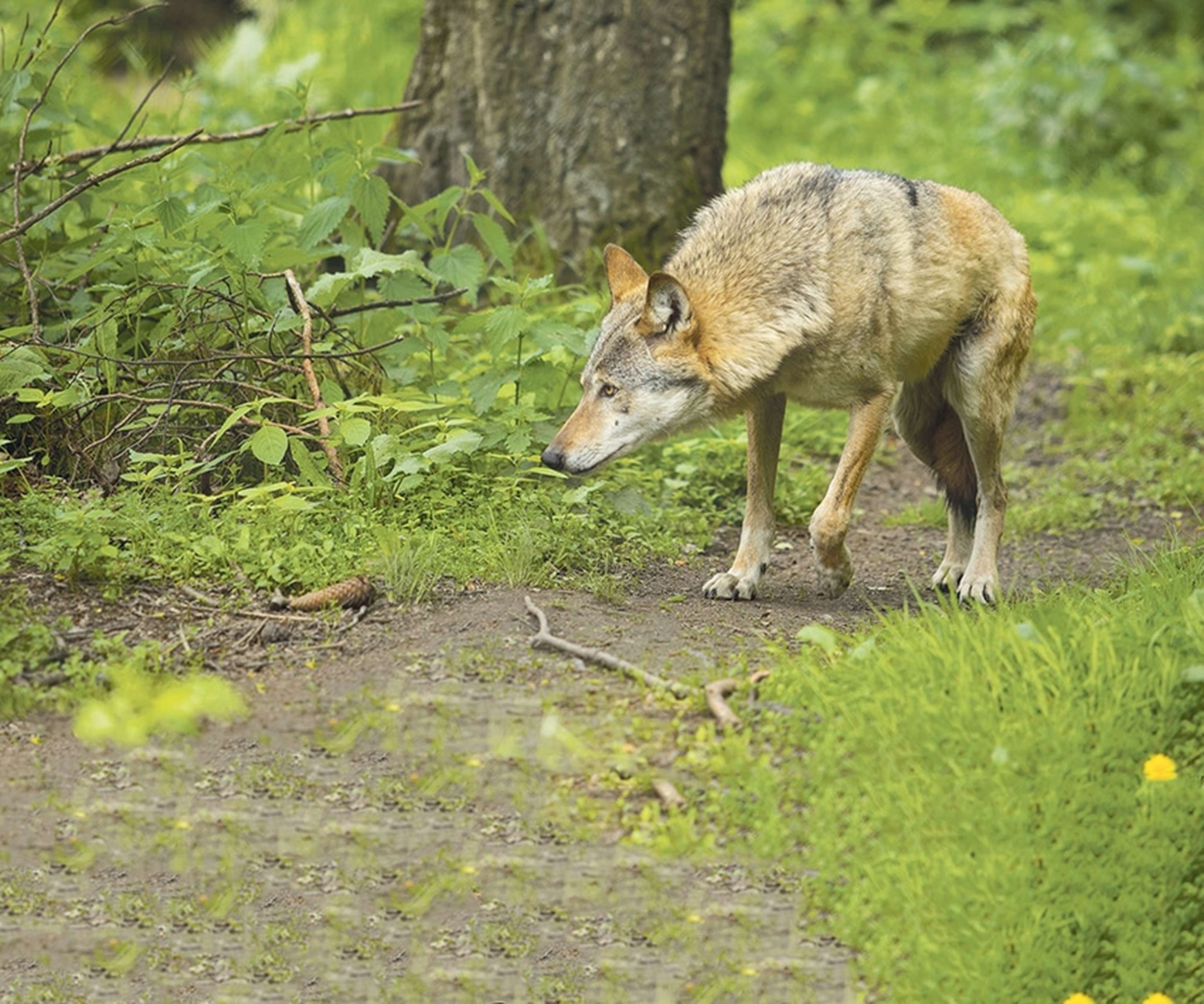 Wolf