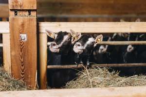 Two cows with black and white coats peek their heads through wooden rails in a barn, surrounded by hay.