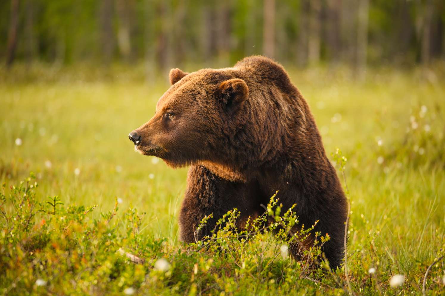 Europäischer Braunbär