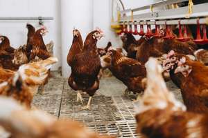 Brown chickens in a poultry farm, walking on a grated floor, with feeding stations above them.