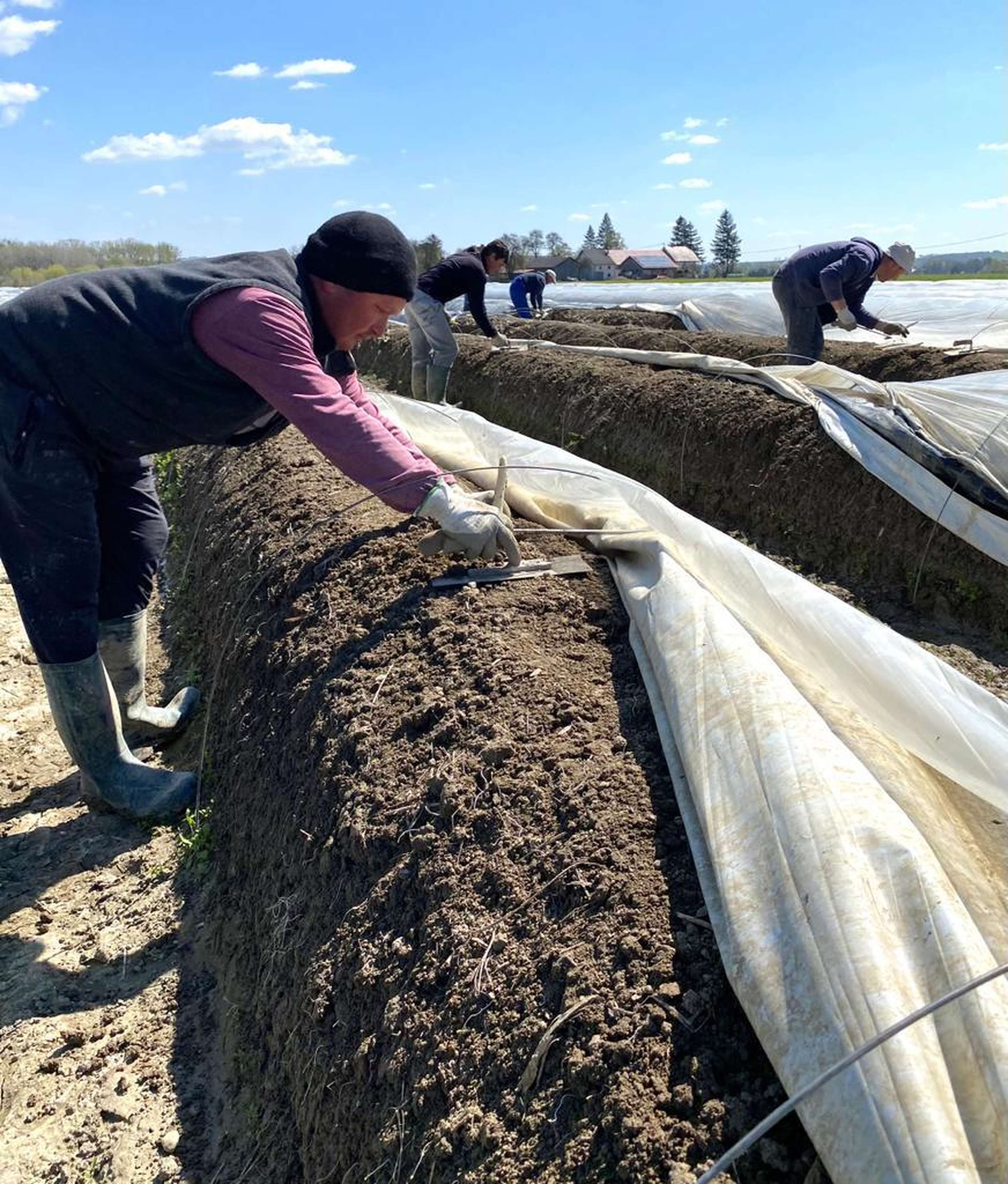 Arbeiter beim Spargelstechen
