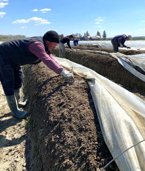 Arbeiter beim Spargelstechen
