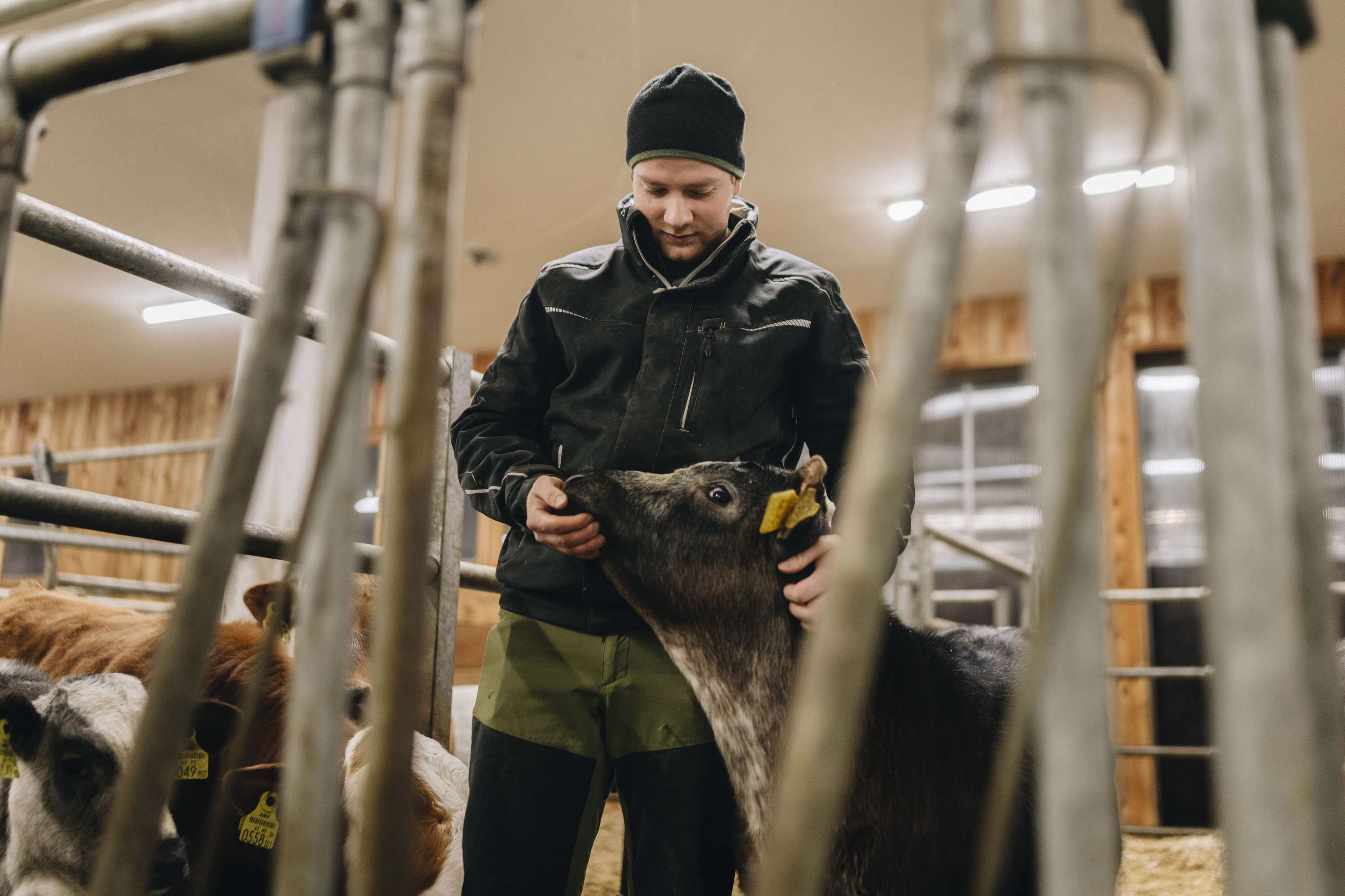 Ein Mann mit Mütze streichelt in einem Stall ein Kalb. Weitere Kälber sind im Hintergrund sichtbar.